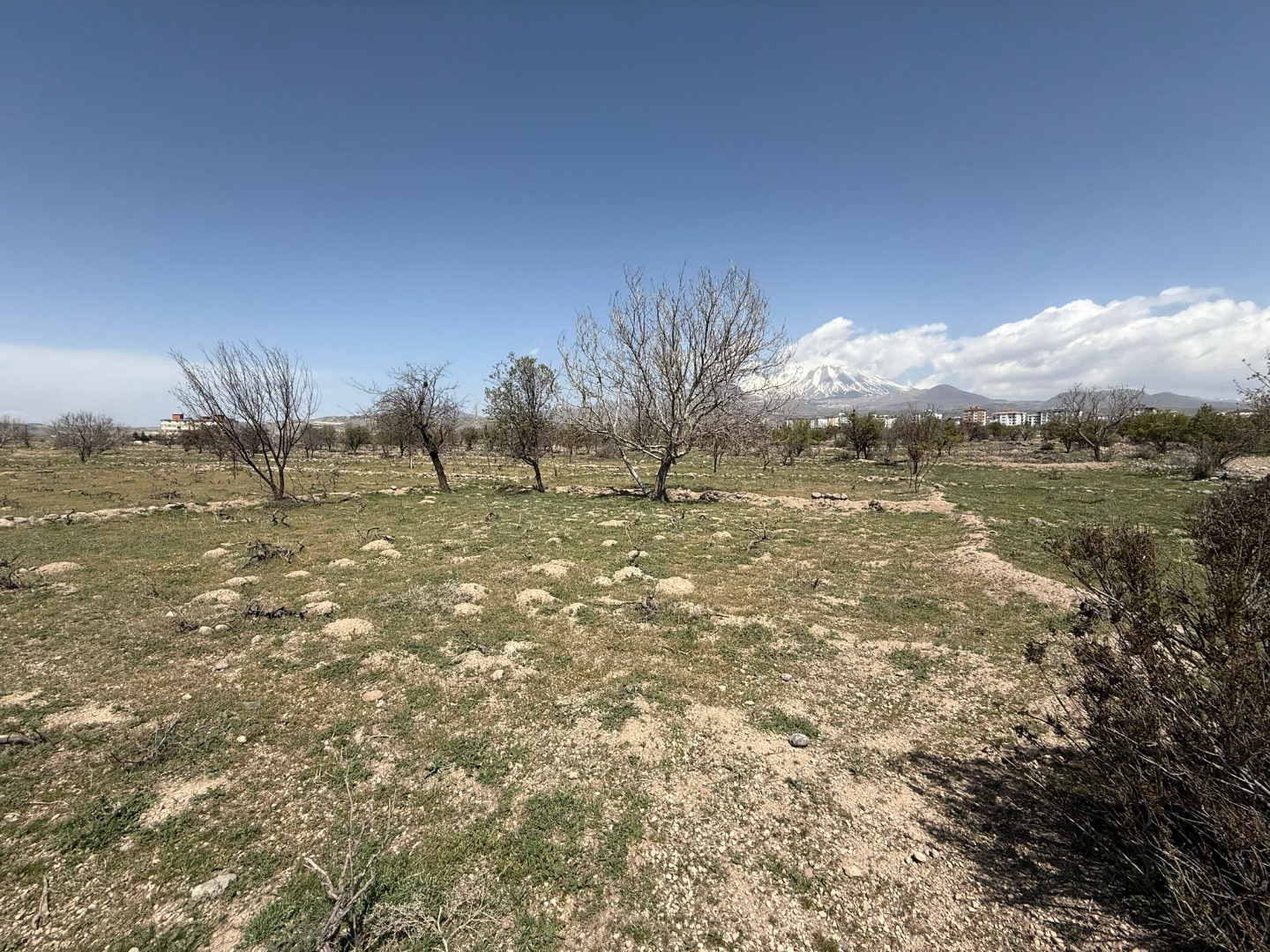 KAYSERİ DEVELİ CAMİİCEDİT MAHALLESİ ÇAKILARASI MEVKİİNDE SATILIK BAĞ YERİ